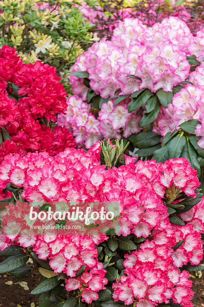 638301 - Yakushima-Rhododendron (Rhododendron degronianum subsp. yakushimanum 'Kokette') und Großblumige Rhododendron-Hybride (Rhododendron Blinklicht und Rhododendron Saskia)