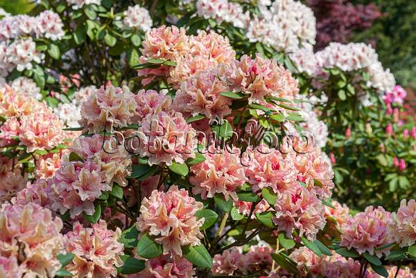 651466 - Yakushima-Rhododendron (Rhododendron degronianum subsp. yakushimanum 'Brasilia')