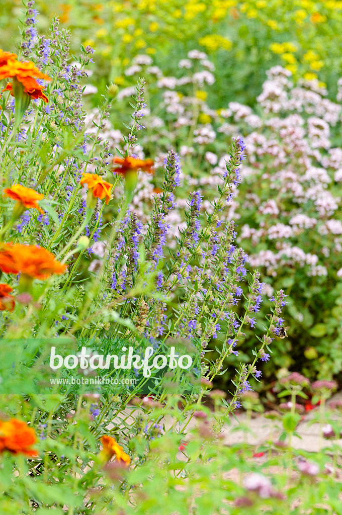 475173 - Ysop (Hyssopus officinalis) und Studentenblumen (Tagetes)