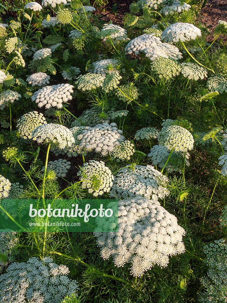 403104 - Zahnstocher-Knorpelmöhre (Ammi visnaga)