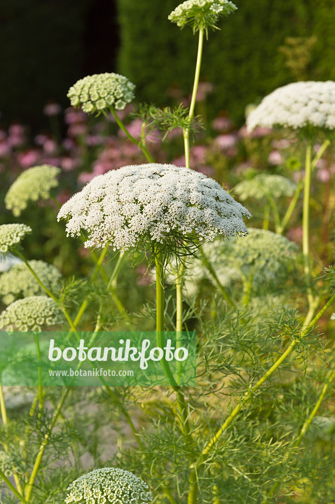 511208 - Zahnstocher-Knorpelmöhre (Ammi visnaga)