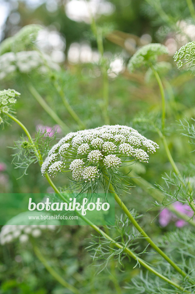 487175 - Zahnstocher-Knorpelmöhre (Ammi visnaga 'Blütenball')