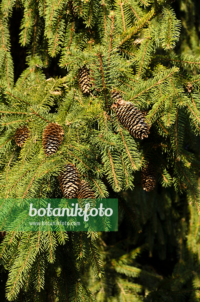 494008 - Zapfenfichte (Picea abies 'Acrocona')