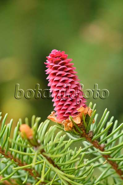 544021 - Zapfenfichte (Picea abies 'Acrocona')