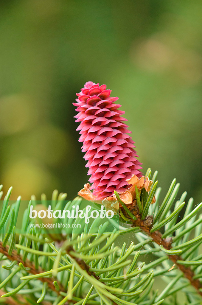 544021 - Zapfenfichte (Picea abies 'Acrocona')