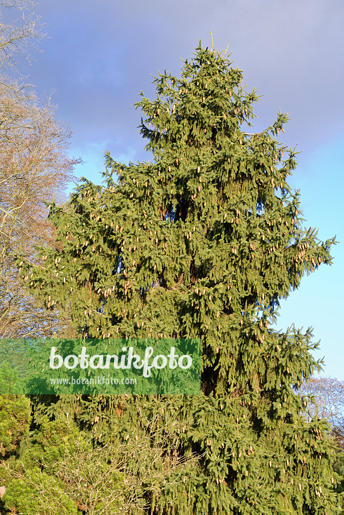 565023 - Zapfenfichte (Picea abies 'Acrocona')