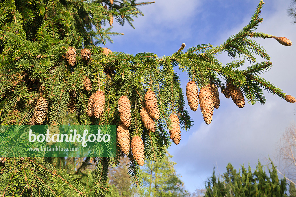 609058 - Zapfenfichte (Picea abies 'Acrocona')