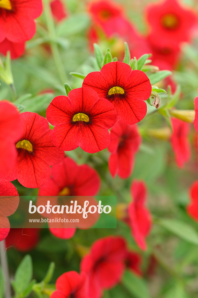 485030 - Zauberglöckchen (Calibrachoa Calita Deep Red)