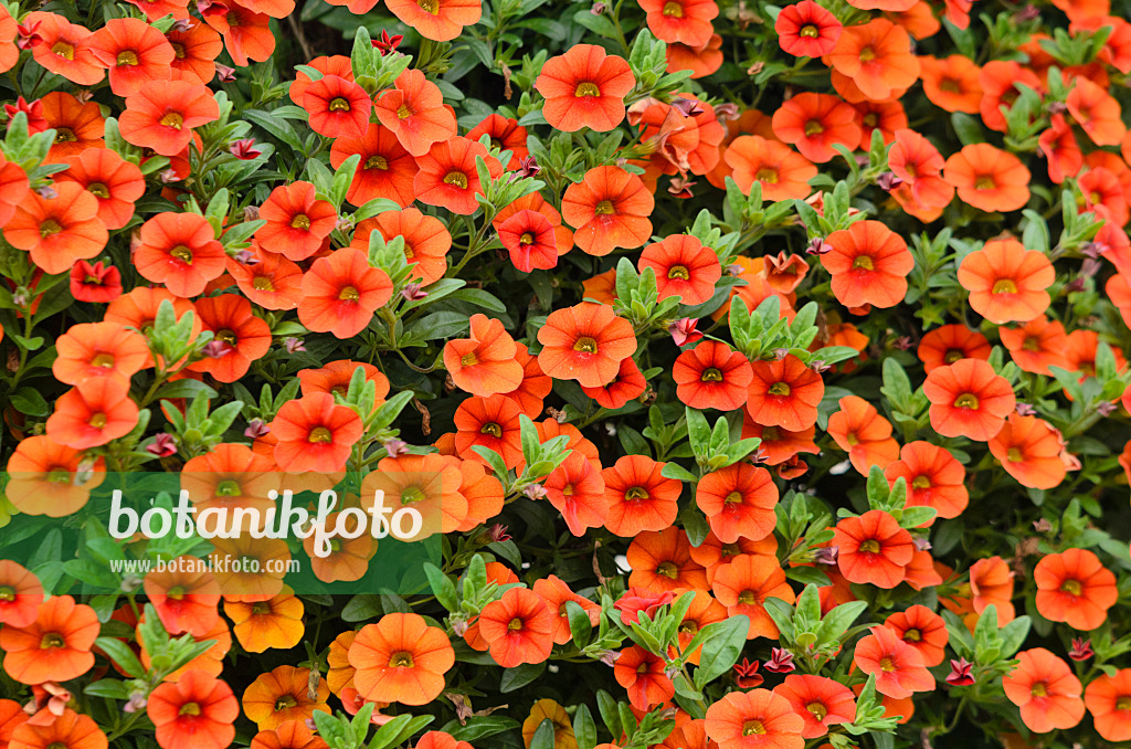 572075 - Zauberglöckchen (Calibrachoa Colibri Orange)