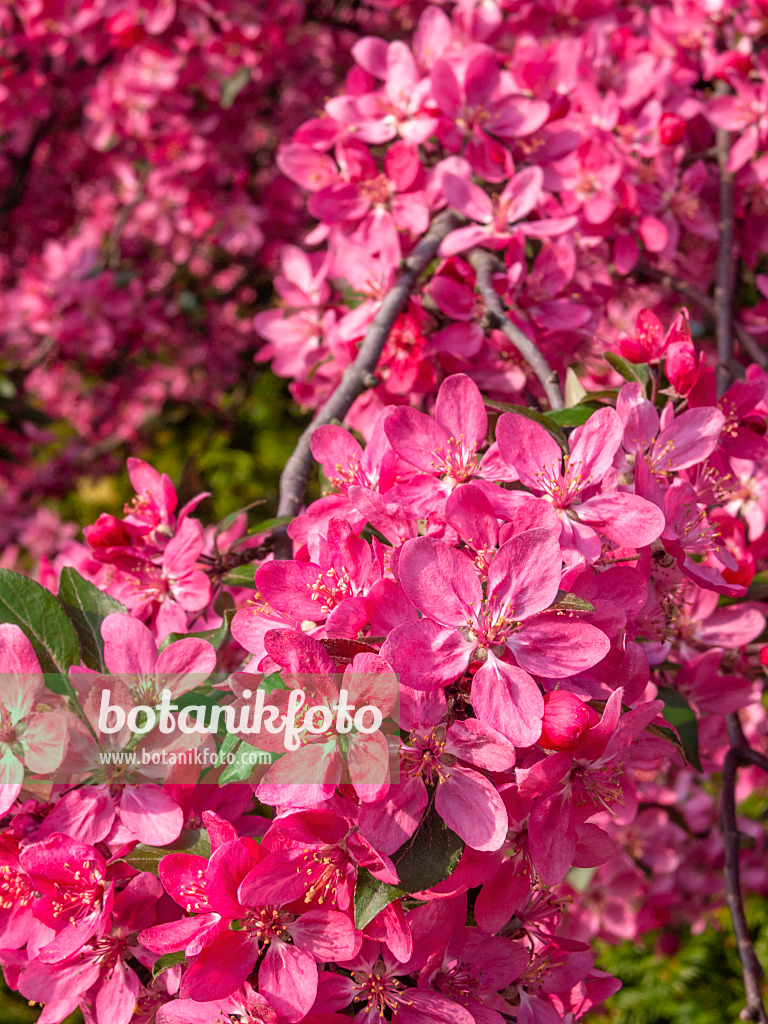 412039 - Zierapfel (Malus x purpurea 'Eleyi')