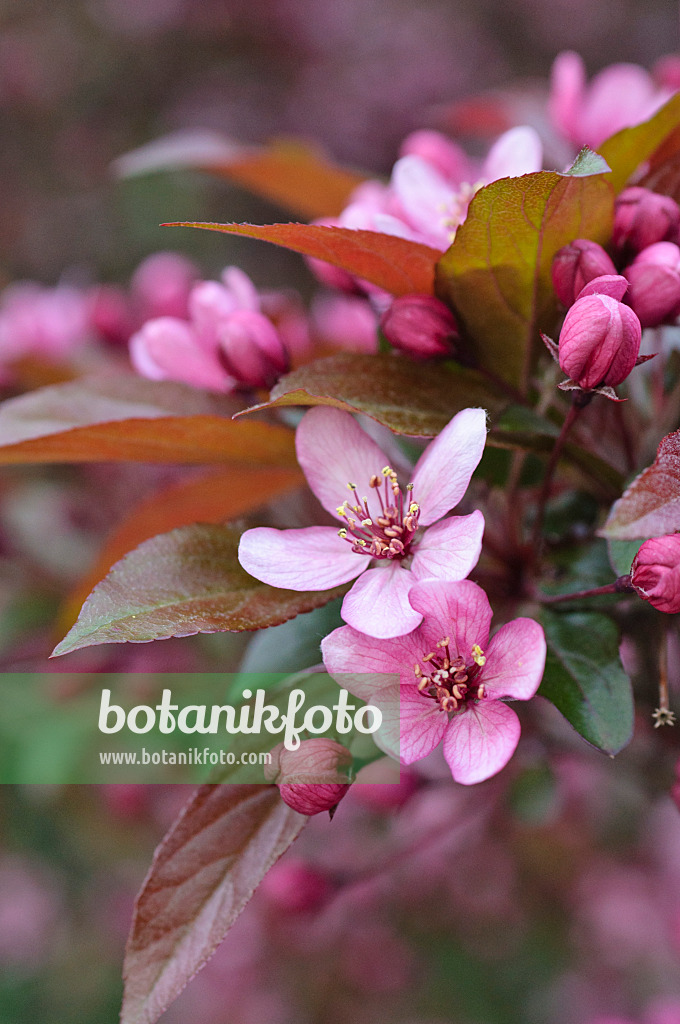 484054 - Zierapfel (Malus x purpurea 'Eleyi')