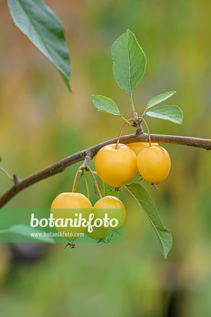 607150 - Zierapfel (Malus Sachsengold)