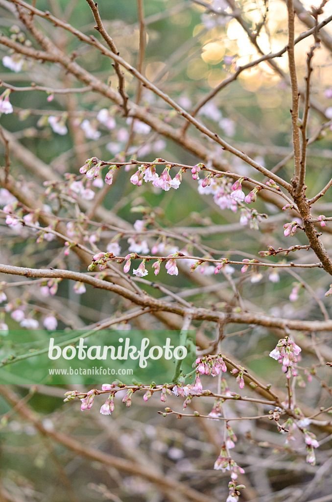 527046 - Zierkirsche (Prunus subhirtella 'Autumnalis Rosea')