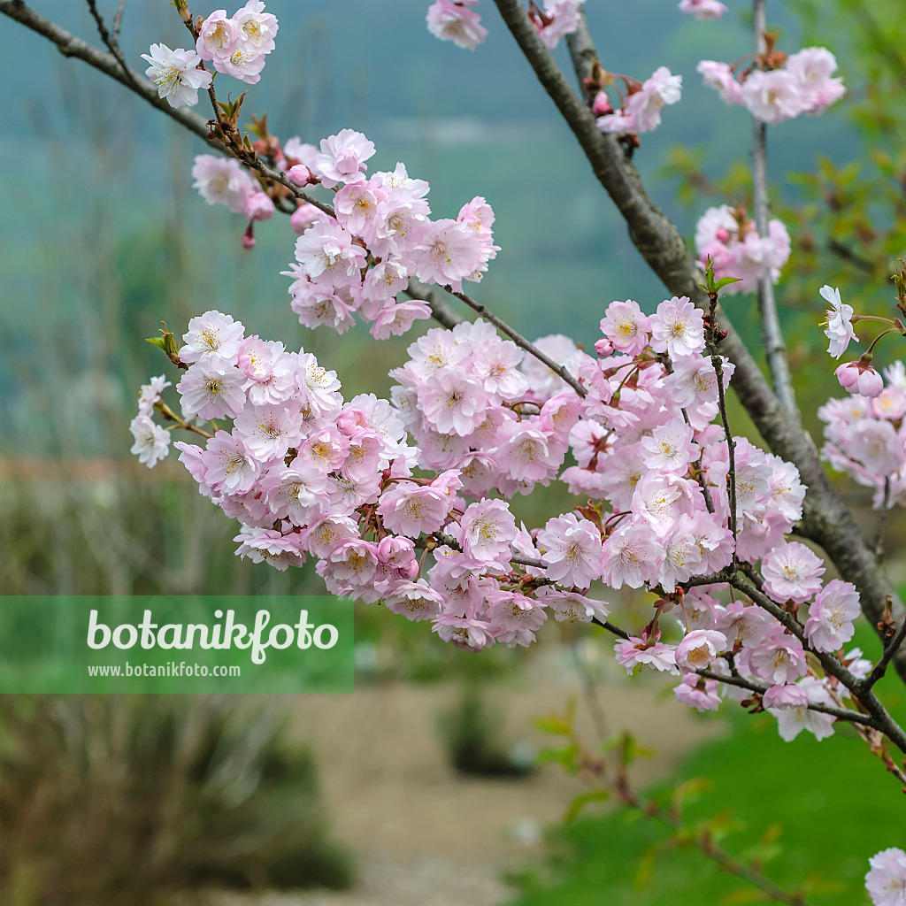 535316 - Zierkirsche (Prunus subhirtella 'Autumnalis Rosea')