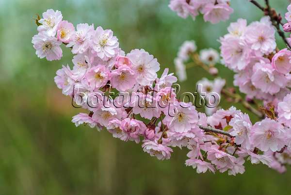 535317 - Zierkirsche (Prunus subhirtella 'Autumnalis Rosea')