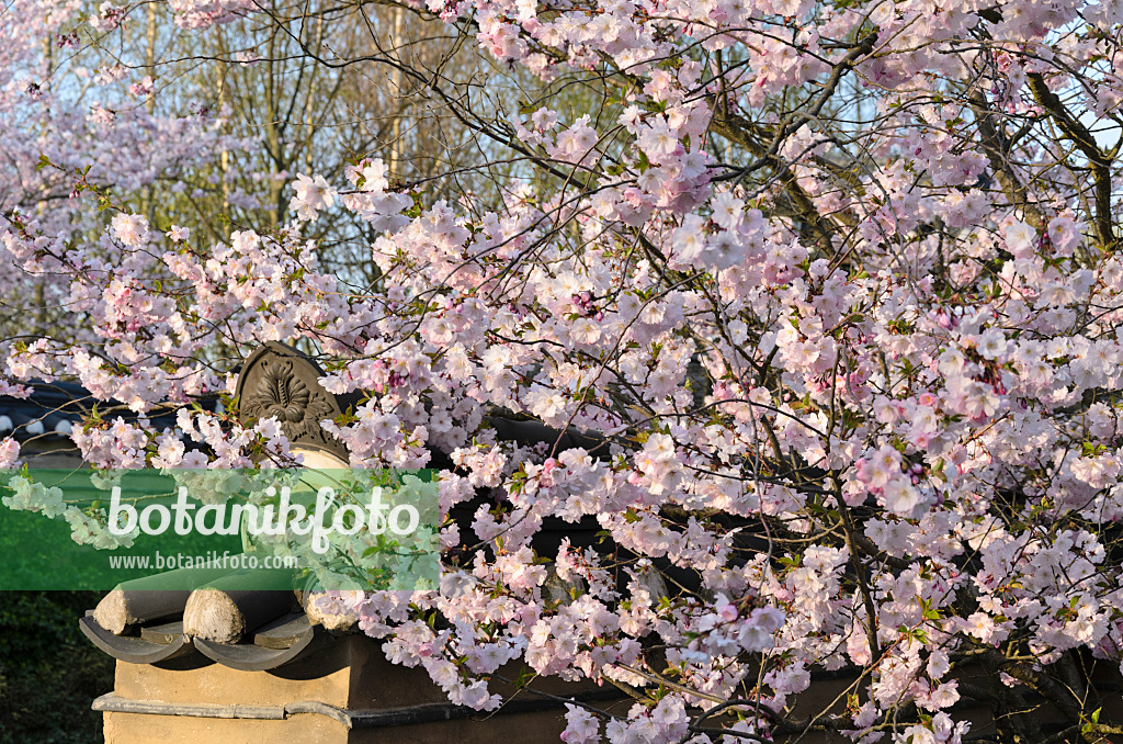 519107 - Zierkirsche (Prunus subhirtella) in einem koreanischen Garten