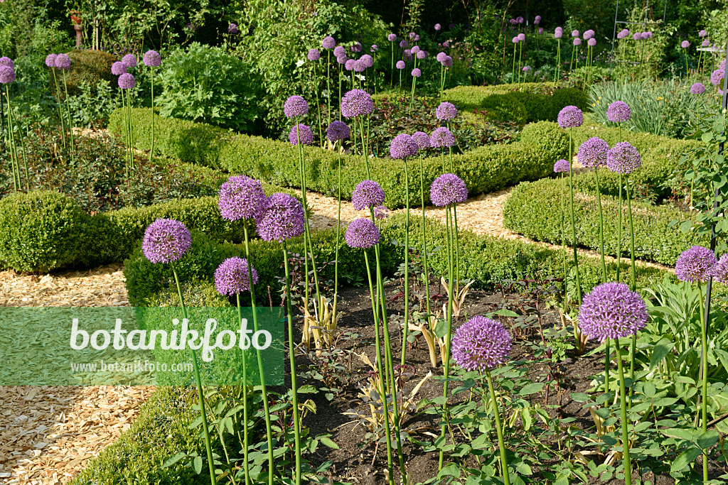 568012 - Zierlauch (Allium) und Buchsbäume (Buxus) in einem Rosengarten