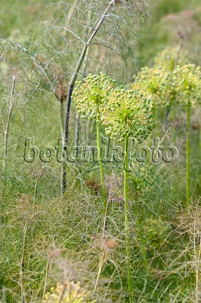 521139 - Zierlauch (Allium) und Fenchel (Foeniculum vulgare)