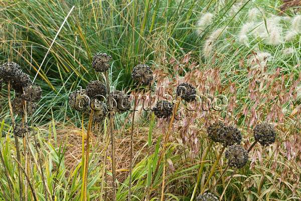 549190 - Zierlauch (Allium) und Plattährengras (Chasmanthium latifolium syn. Uniola latifolia)