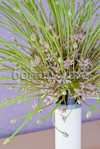 481001 - Zierlauch (Allium schubertii) in einer Vase