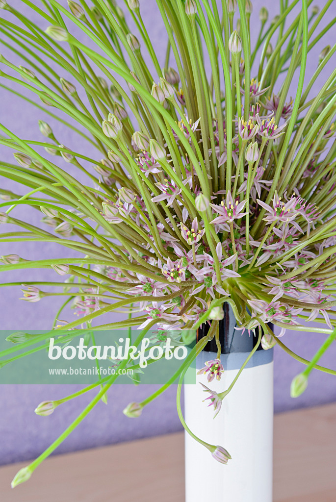 481001 - Zierlauch (Allium schubertii) in einer Vase