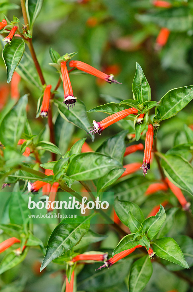 523019 - Zigarettenblümchen (Cuphea ignea)