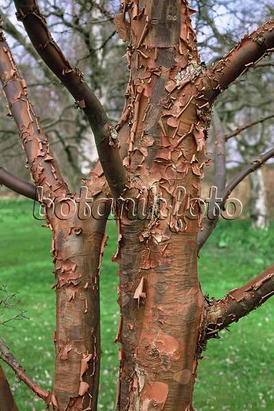 471351 - Zimtahorn (Acer griseum)