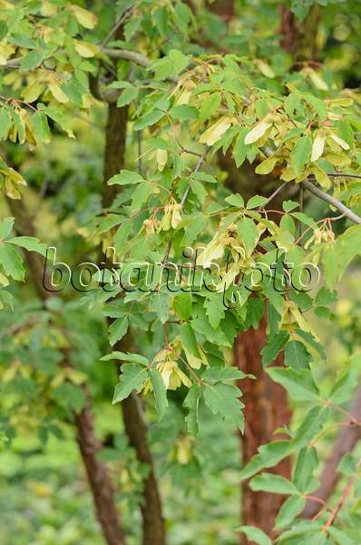 535098 - Zimtahorn (Acer griseum)