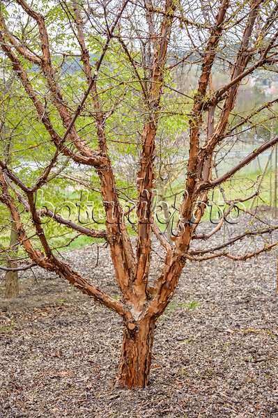 593008 - Zimtahorn (Acer griseum)