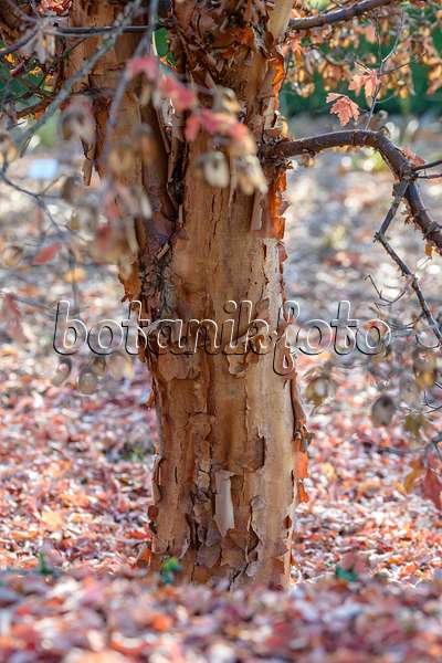 593010 - Zimtahorn (Acer griseum)