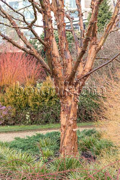 651010 - Zimtahorn (Acer griseum)