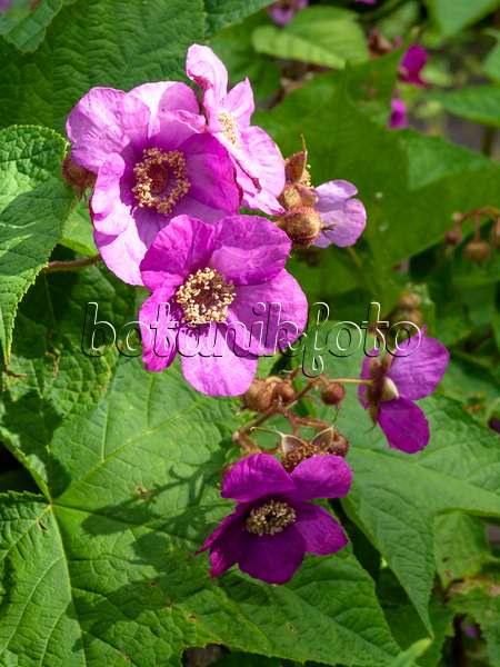 426187 - Zimthimbeere (Rubus odoratus)