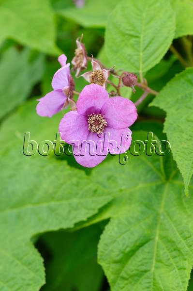 473231 - Zimthimbeere (Rubus odoratus)