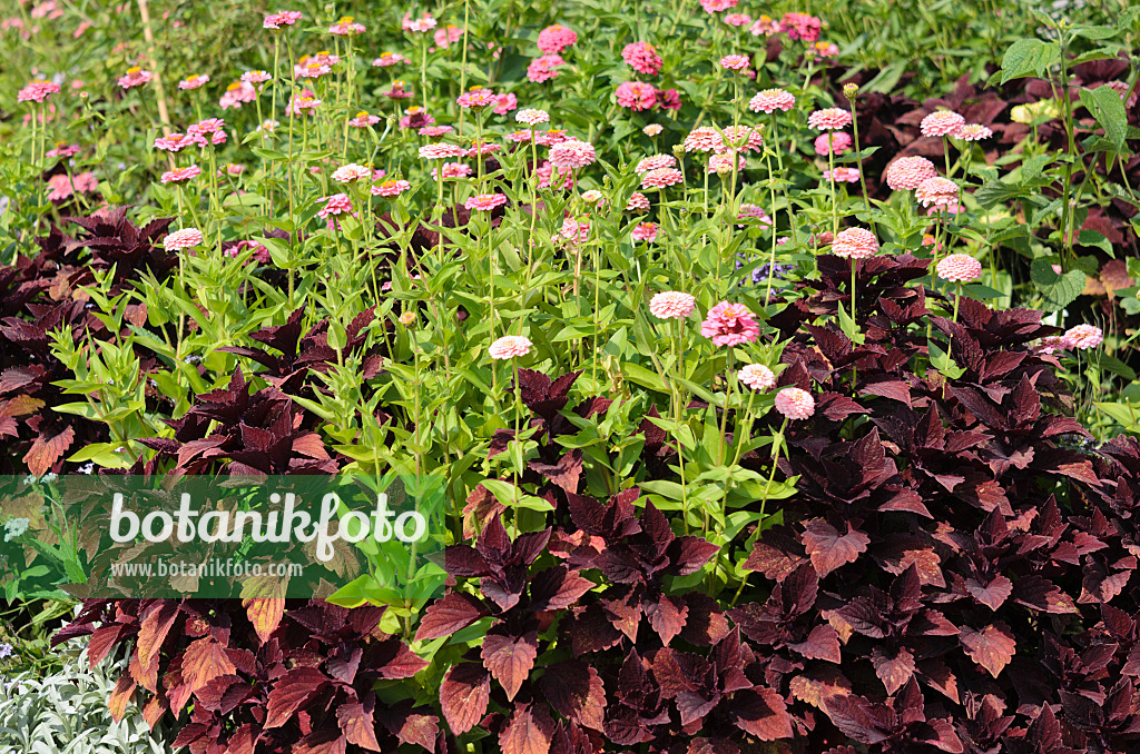 536099 - Zinnie (Zinnia violacea 'Oklahoma Pink' syn. Zinnia elegans 'Oklahoma Pink') und Buntnessel (Solenostemon scutellarioides syn. Coleus blumei)