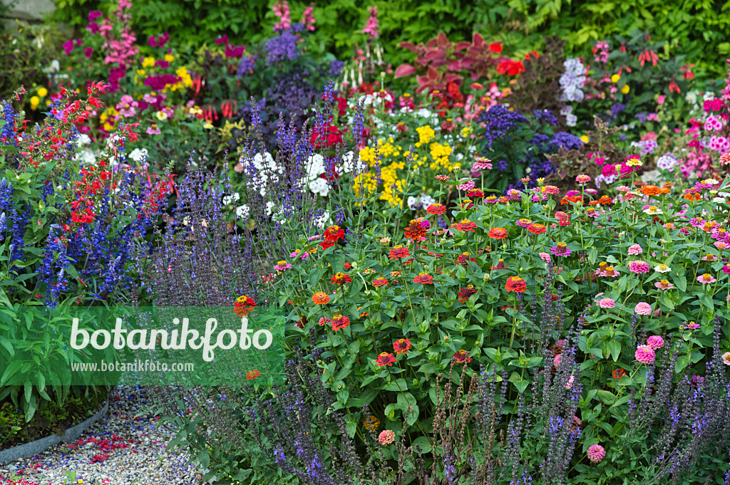 510175 - Zinnien (Zinnia) und Salbei (Salvia)