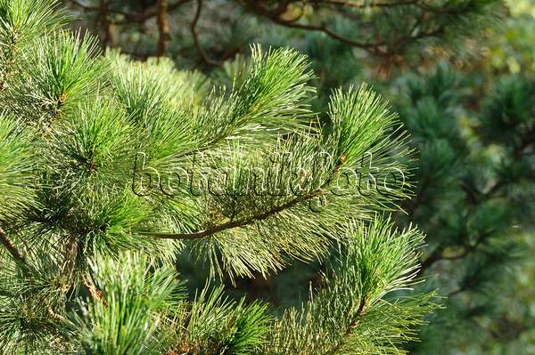 466049 - Zirbe (Pinus cembra)