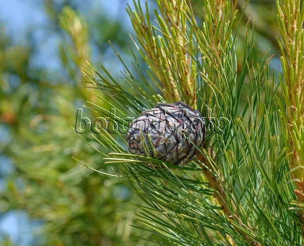 575183 - Zirbe (Pinus cembra)