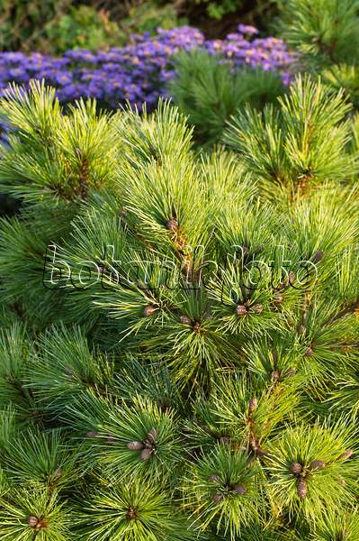 512015 - Zirbe (Pinus cembra 'Nana')