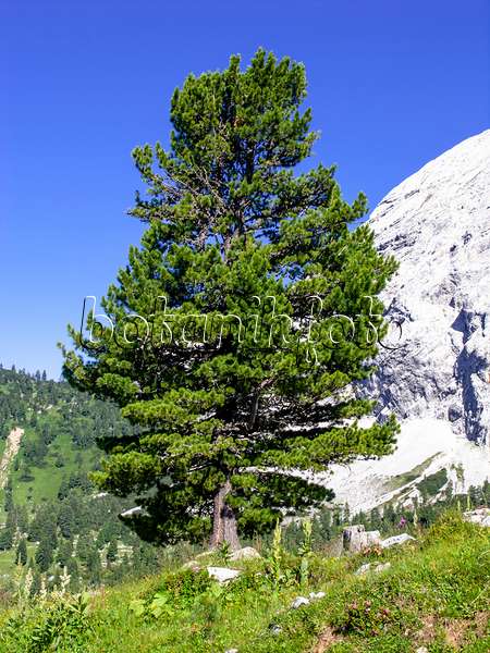 439351 - Zirbe (Pinus cembra), Naturschutzgebiet Wettersteingebirge, Deutschland