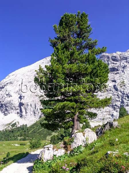 439352 - Zirbe (Pinus cembra), Naturschutzgebiet Wettersteingebirge, Deutschland