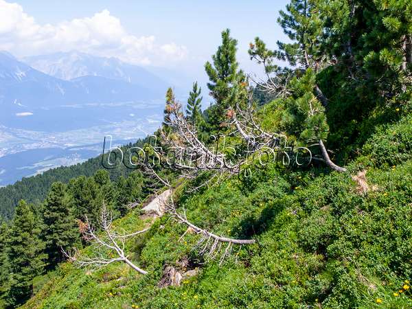 439326 - Zirbe (Pinus cembra), Patscherkofel, Innsbruck, Österreich