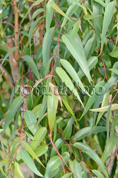 535071 - Zitroneneukalyptus (Corymbia citriodora syn. Eucalyptus citriodora)