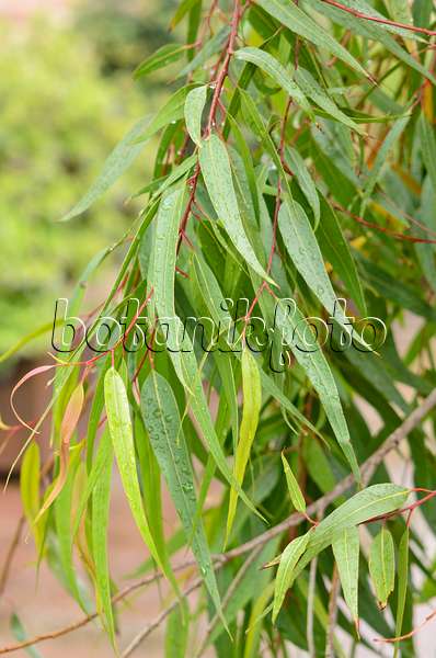 548020 - Zitroneneukalyptus (Corymbia citriodora syn. Eucalyptus citriodora)