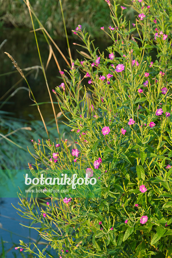 511041 - Zottiges Weidenröschen (Epilobium hirsutum)