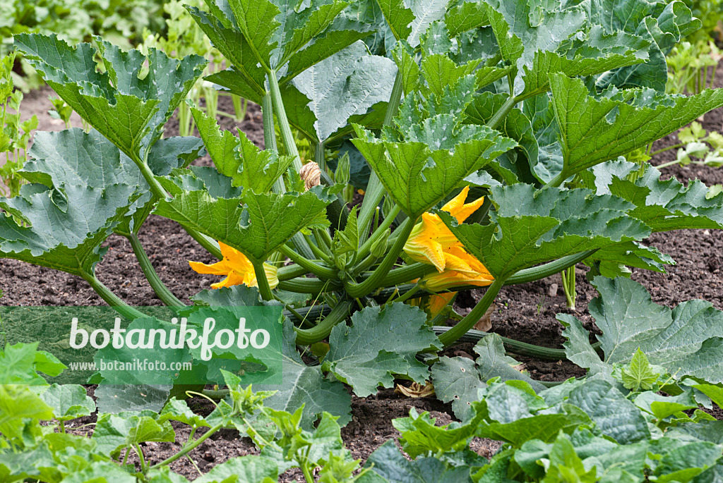 511329 - Zucchini (Cucurbita pepo convar. giromontiina)