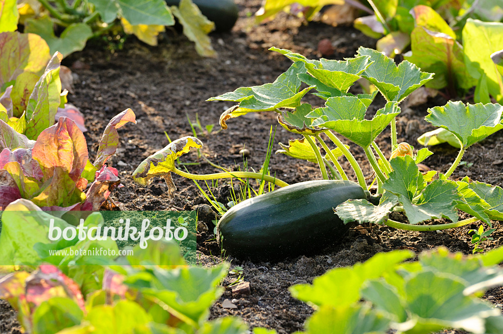 474238 - Zucchini (Cucurbita pepo convar. giromontiina 'Black Beauty')