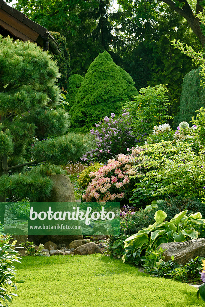 556072 - Zuckerhutfichte (Picea glauca 'Conica'), Flieder (Syringa), Rhododendren (Rhododendron) und Funkien (Hosta)