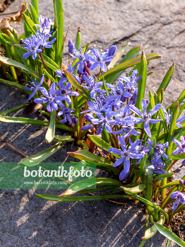 436081 - Zweiblättriger Blaustern (Scilla bifolia)