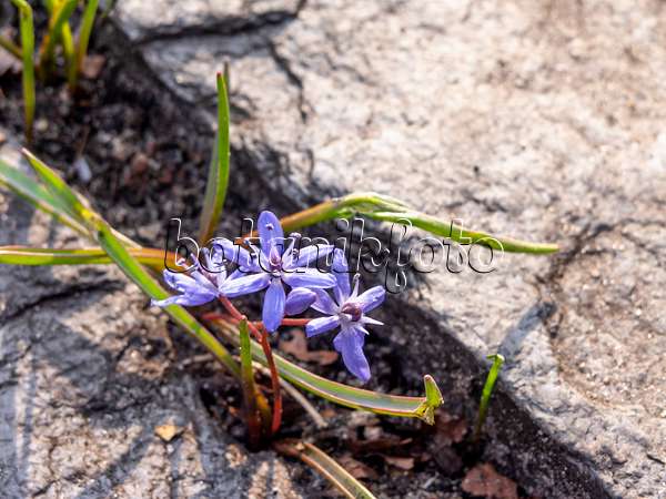 436082 - Zweiblättriger Blaustern (Scilla bifolia)