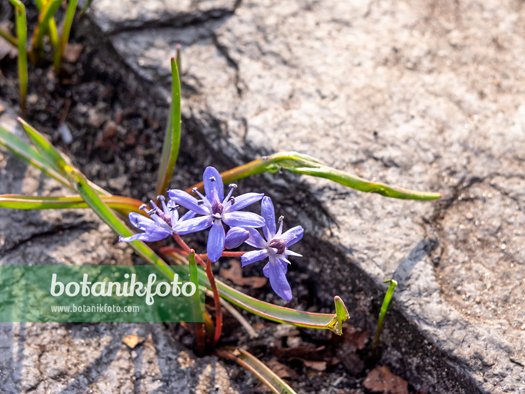 436082 - Zweiblättriger Blaustern (Scilla bifolia)